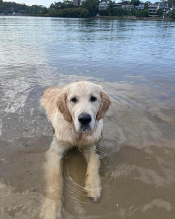 Golden Retriever for sale by PRINCEBONNIE