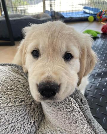 Golden Retriever for sale by PRINCEBONNIE