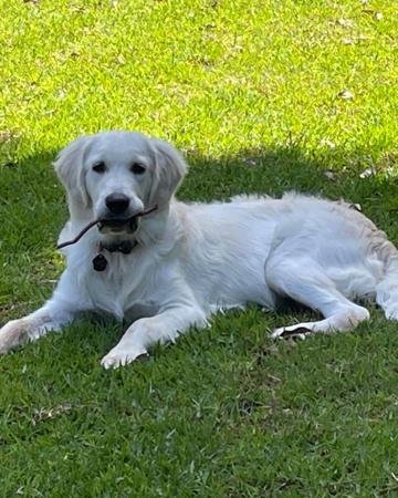 Golden Retriever for sale by PRINCEBONNIE