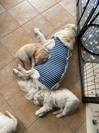 Golden Retriever for sale by PRINCEBONNIE