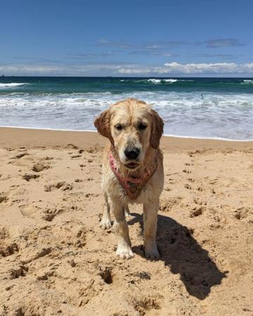 Golden Retriever for sale by PRINCEBONNIE