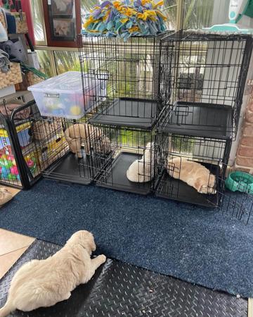 Golden Retriever for sale by PRINCEBONNIE