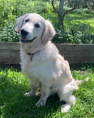 Golden Retriever for sale by PRINCEBONNIE