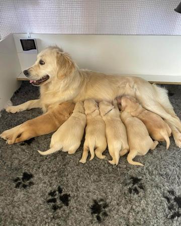 Golden Retriever for sale by PRINCEBONNIE