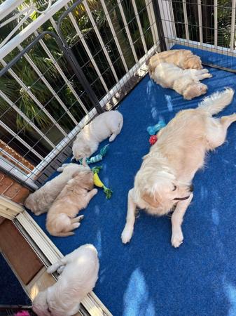 Golden Retriever for sale by PRINCEBONNIE