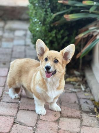Welsh Corgi (Pembroke) puppy for sale by MAXLEOLB