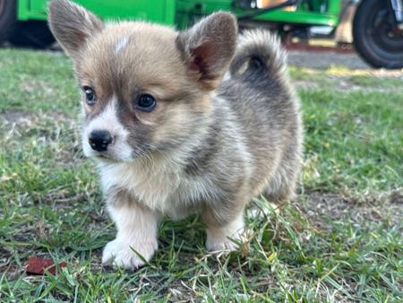 Welsh Corgi (Pembroke) puppy for sale by MAXLEOLB