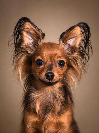 Russian Toy (Long Haired) for sale by KATHMANDOG