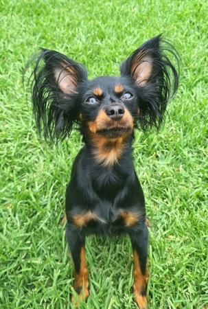 Russian Toy (Long Haired) for sale by KATHMANDOG