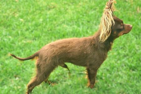 Russian Toy (Long Haired) for sale by KATHMANDOG