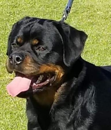 Rottweiler for sale by OPULANT