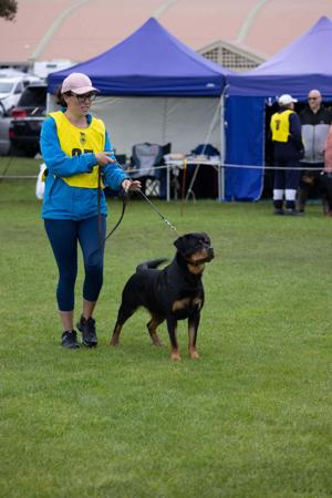 Rottweiler for sale by GAMEGUARD