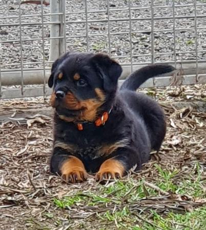 Rottweiler for sale by GAMEGUARD