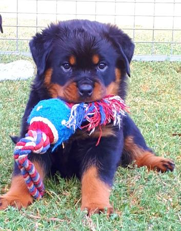 Rottweiler for sale by GAMEGUARD