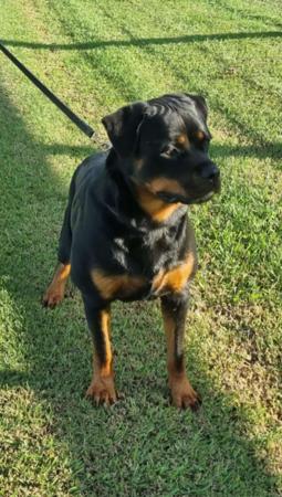 Rottweiler for sale by GAMEGUARD