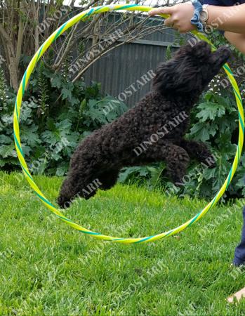 Poodle (Toy) for sale by DINOSTARR