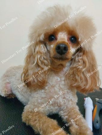 Poodle (Toy) for sale by DINOSTARR