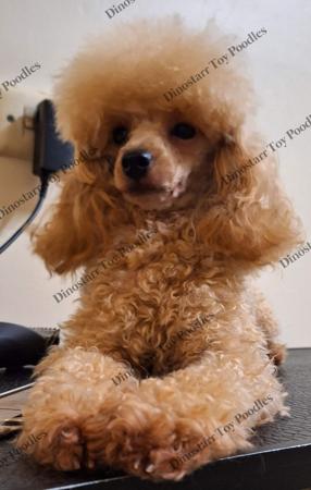 Poodle (Toy) for sale by DINOSTARR