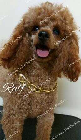 Poodle (Toy) for sale by DINOSTARR