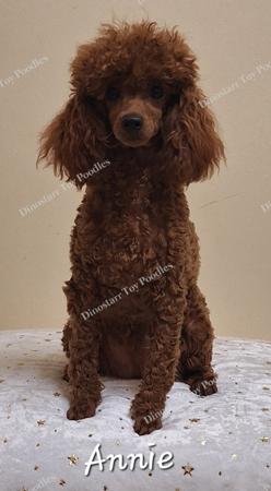 Poodle (Toy) for sale by DINOSTARR