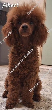 Poodle (Toy) for sale by DINOSTARR