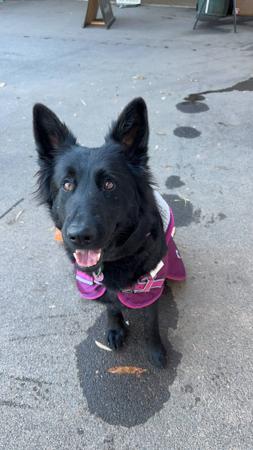 German Shepherd Dog (Long Stock Coat) for sale by VONNIRE