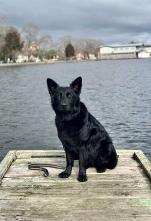 German Shepherd Dog (Long Stock Coat) for sale by EZGIRL1796