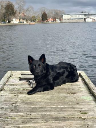 German Shepherd Dog (Long Stock Coat) for sale by VONNIRE
