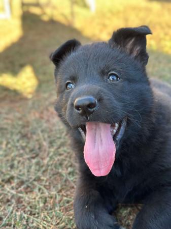 German Shepherd Dog (Long Stock Coat) for sale by VONNIRE