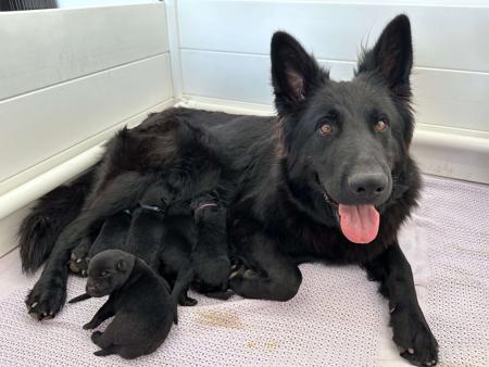 German Shepherd Dog (Long Stock Coat) for sale by VONNIRE