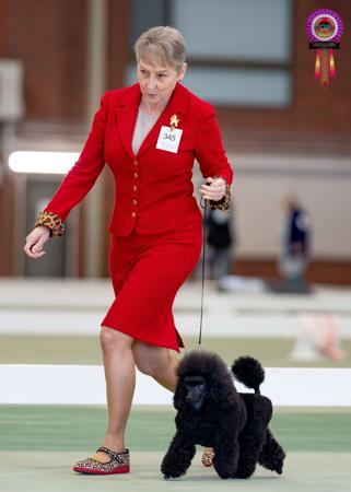 Poodle (Toy) for sale by RAILSTOYZ