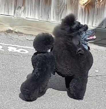 Poodle (Toy) for sale by RAILSTOYZ