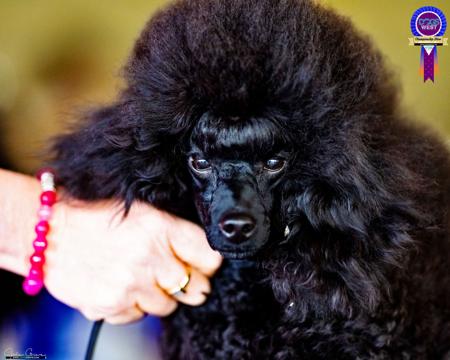 Poodle (Toy) for sale by RAILSTOYZ