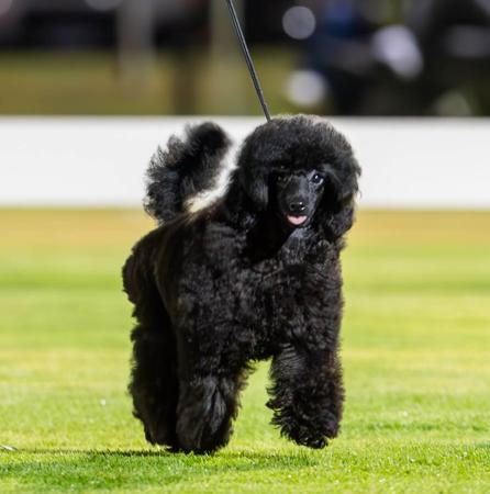 Poodle (Toy) for sale by RAILSTOYZ