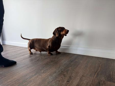 Dachshund (Miniature Smooth Haired) dog for sale by ZAHALSKENNELS