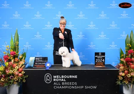 Bichon Frise for sale by AJRLUA