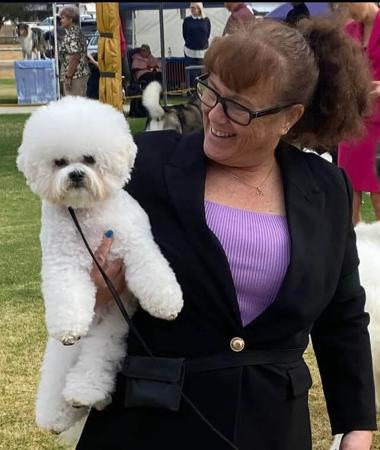 Bichon Frise for sale by MANDYRICHO