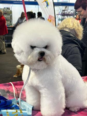 Bichon Frise for sale by AJRLUA