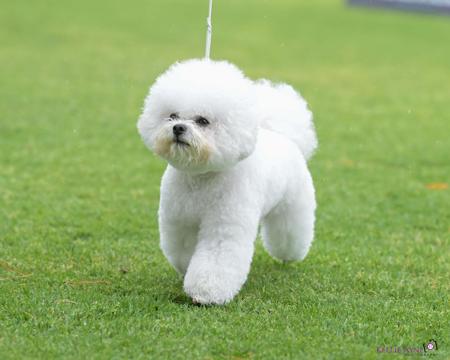 Bichon Frise for sale by AJRLUA