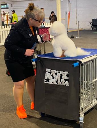 Bichon Frise for sale by AJRLUA