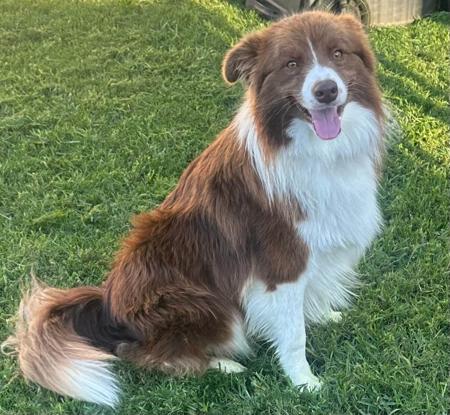 Border Collie for sale by CHAZARA