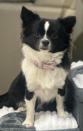 Chihuahua (Long Coat) for sale by CHAZARA