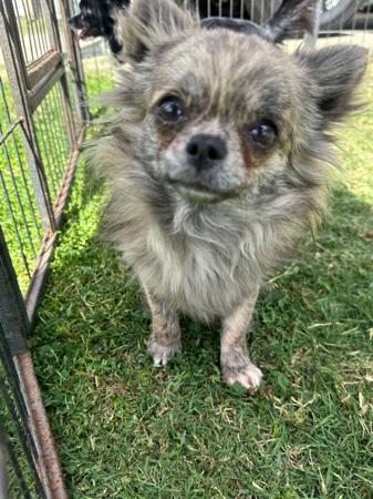 Chihuahua (Long Coat) for sale by CHAZARA