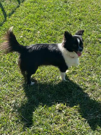 Chihuahua (Long Coat) for sale by CHAZARA