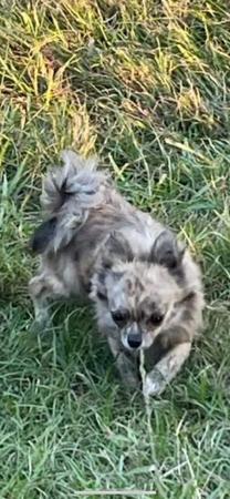 Chihuahua (Long Coat) for sale by CHAZARA