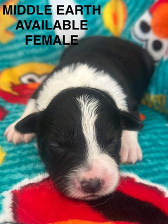 Border Collie for sale by CHAZARA