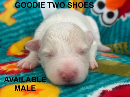 Border Collie for sale by CHAZARA