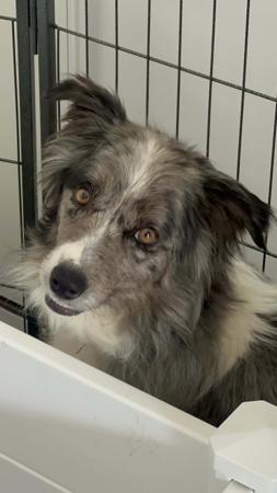 Border Collie for sale by CHAZARA