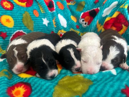 Border Collie for sale by CHAZARA