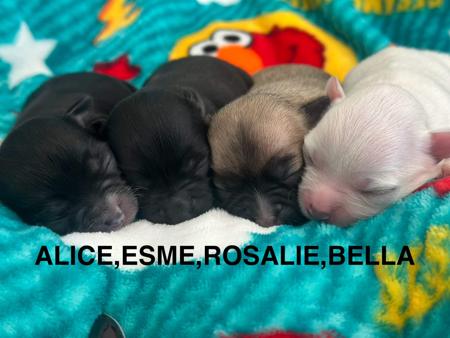 Chihuahua (Long Coat) for sale by CHAZARA